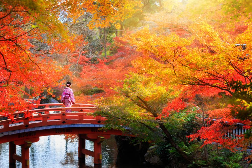Kyoto Hakkında